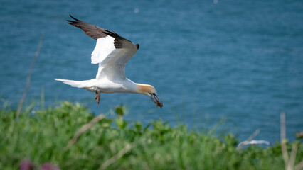 Gannet Flying Over the North Sea with Nesting Material