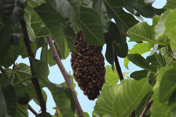 A swarm of honey bees (Apis mellifera) on a branch of a fig tree in spring (Baden, Germany)