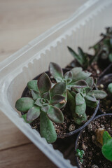 Close-up of Echeveria. Beautiful houseplants.
