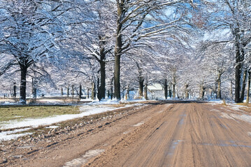 A muddy rural road winds through a snow-covered forest with leafless trees under a bright blue sky, suggesting the end of winter or early spring.