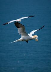 Gannet Flying Over the North Sea with Nesting Material