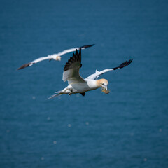 Gannet Flying Over the North Sea with Nesting Material