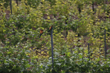 European bee-eater birds (Merops apiaster) sitting on the wire of a standing trellis in a vineyard in South Germany in spring