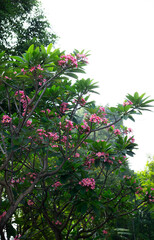 Pink frangipani Trees In Full Bloom Between Green Shrub