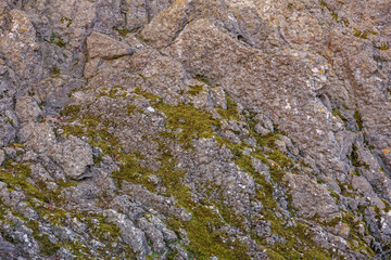 Moss-covered rocky surface with textured natural formation