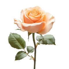 Peach rose flower isolated on transparent background