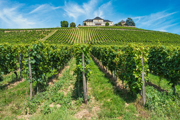 View over the vineyards of Johannisberg in the Rheingau towards Johannisberg Castle