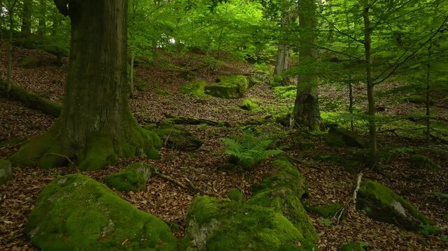 Smooth Slow Motion Flight Through Fresh Green Spring Forest. Aerial Drone Footage in European Leaves Tree Forest.