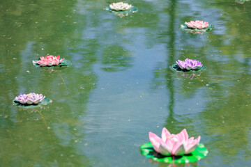 Colorful lotus flowers floating peacefully on tranquil water surface
