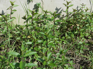 peppermint plant scient. name Mentha piperita