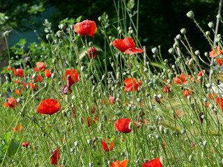 field of red poppies background