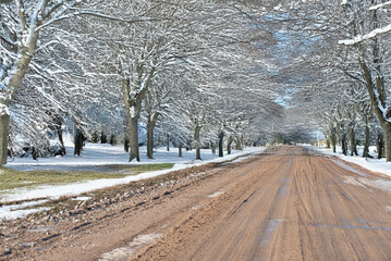 A muddy road stretches between rows of leafless trees covered in snow, creating a peaceful winter scene under a soft, overcast sky.
