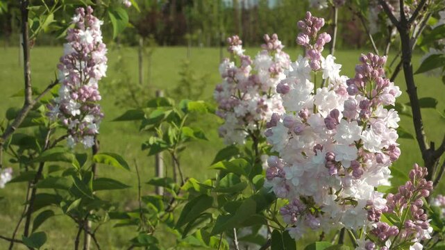 A closeup of the Russian hybrid lilac, Syringa vulgaris 'Beauty of Moscow', showcasing abundant double white flowers emerging from light pink buds in a lush green garden.