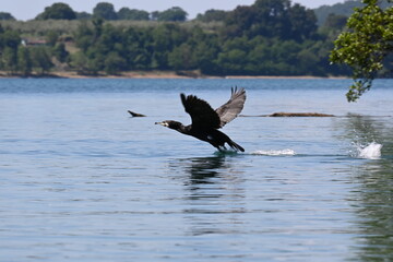 Cormorano