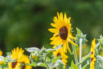 夏の陽射しを浴びるひまわりと蜜を吸う蜂