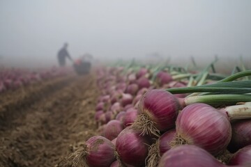 A farmer harvesting red onions in a field