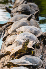 A group of Turtles on a tree in the lake, in the horto florestal Park in Sao Paulo, Brazil