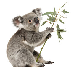 Fototapeta premium Koala