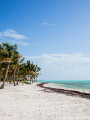 Tropical Beach with Palm Trees and Turquoise Sea