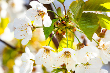 Branches of blossoming cherry macro with soft focus on gentle light blue sky background in sunlight with copy space. Beautiful floral image of spring nature panoramic view.