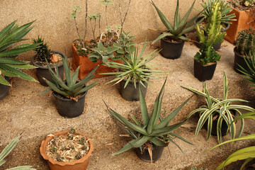 Desert plants in pots, mixed succulents and cacti, variety of potted desert plants, indoor drought-tolerant plants.