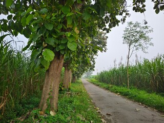teak trees that grow large and lush on the side of the village road