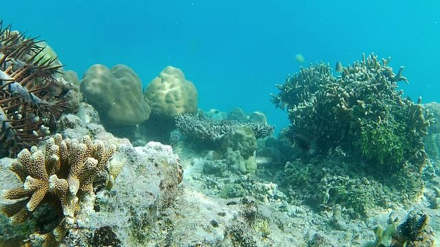 Footage of several types of fish swimming around the coral reef, and a crown-of-thorns starfish walking very slowly on a rock on the seabed.