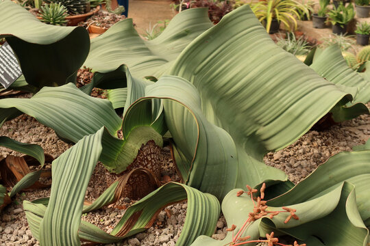 Welwitschia (Welwitschia mirabilis), rare desert plant with short stem and two continuously growing leaves, drought-resistant, can live over 1,000 years.