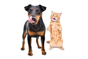 Dog breed Jagdterrier and kitten Scottish Straight, standing on his hind legs, licks together, isolated on white background