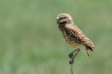 Burrowing owl