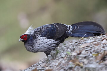 White-crested kalij pheasant (Lophura leucomelanos hamiltoni) in westen himalaya, India.