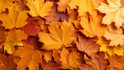 Fototapeta premium Colorful autumn maple leaves scattered