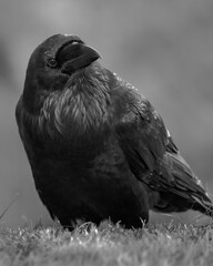 raven on the ground