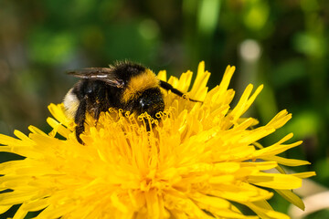 Macro photo of a bumblebee collecting nectar from a yellow dandelion flower.