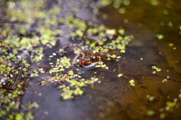 Brown frog sitting in a swamp marsh bog moor Skrylle naturreservat Skane Sweden