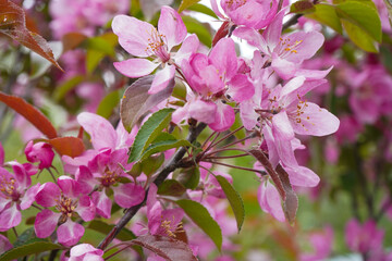 A beautiful pink-blooming apple tree stands gracefully in the park, its vibrant flowers attracting visitors and adding charm to the landscape.