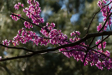 Close-up of tree branch Eastern Redbud, or Eastern Redbud Cercis canadensis  adorned with clusters of delicate pink flowers, set against softly blurred natural background. Nature concept for design.