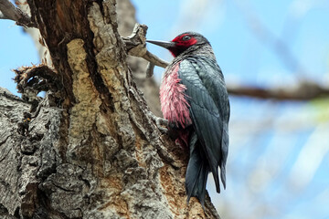 Lewis's woodpecker - Colorado