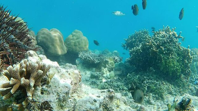 Footage of several types of fish swimming around the coral reef, and a crown-of-thorns starfish walking very slowly on a rock on the seabed.