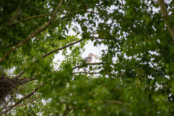 A close-up shot through the poplar branches captures a curled-up adult heron, blending seamlessly with its surroundings. The focus is on the heron's features and the textures of the foliage, creating 