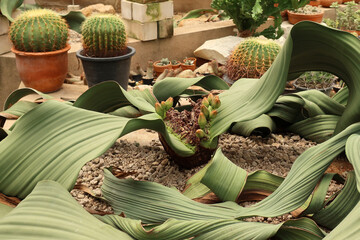 Welwitschia (Welwitschia mirabilis), rare desert plant with short stem and two continuously growing...