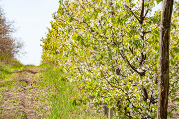 White blossom tree flower cherry tree whit blossoms in spring cherry tree blooming with bloom in spring season