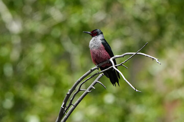 Lewis's woodpecker - pose