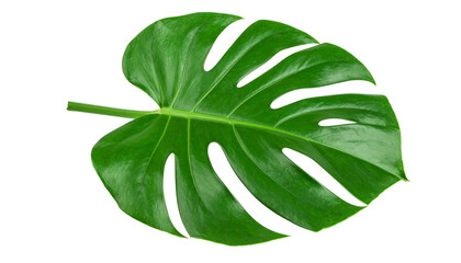 Monstera deliciosa leaf isolated on transparent background