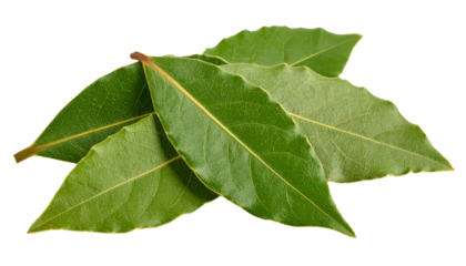 Fresh green bay laurel leaves isolated on transparent background