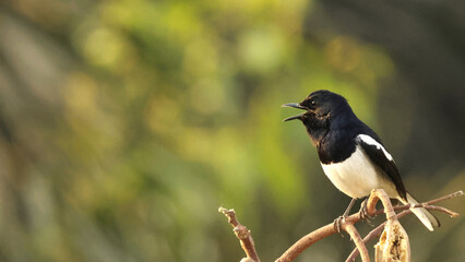 blackbird on a branch