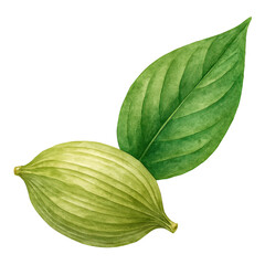 Watercolor illustration of a fresh cardamom pod and a vibrant green leaf on a white background