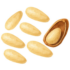 Watercolor illustration of pine nuts with shell showing food healthy eating nutrients
