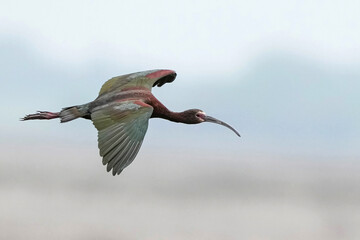 Obraz premium White-faced Ibis - Kansas