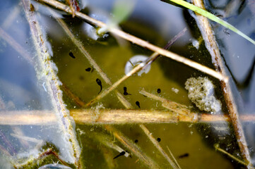 Small frog or toad tadpoles in pond or lake. Studying of nature. Skrylle Sweden